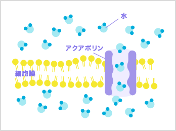 アクアポリンの作用